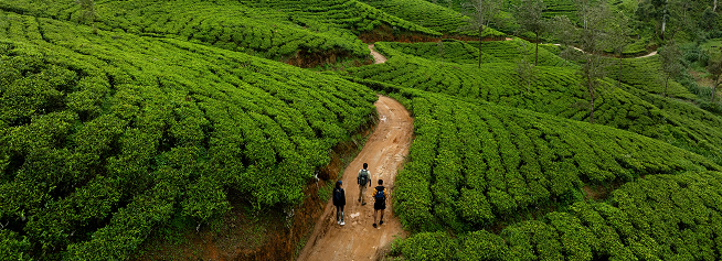 Tea gardens and winding mountain trails in Sri Lanka highlands
